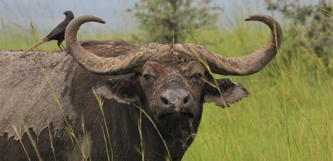 african buffalos