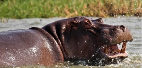 hippo in water