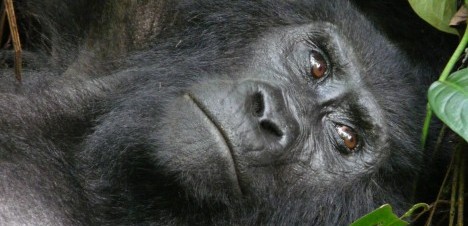 gorilla face