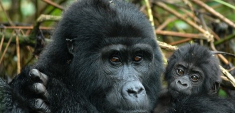 gorilla holding a baby